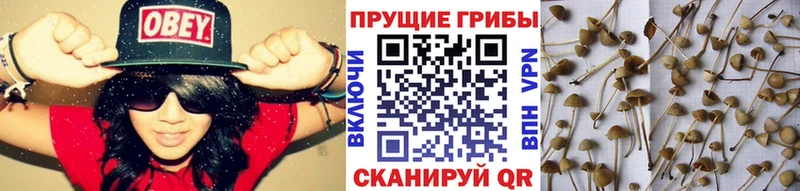 Псилоцибиновые грибы Psilocybe  Пермь 